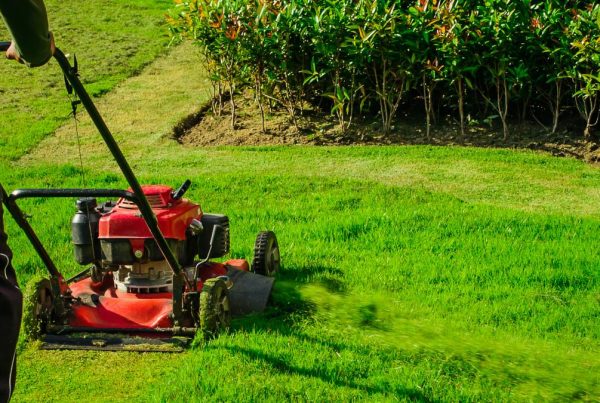 Simple Garden Maintenance Tips for Busy Homeowners